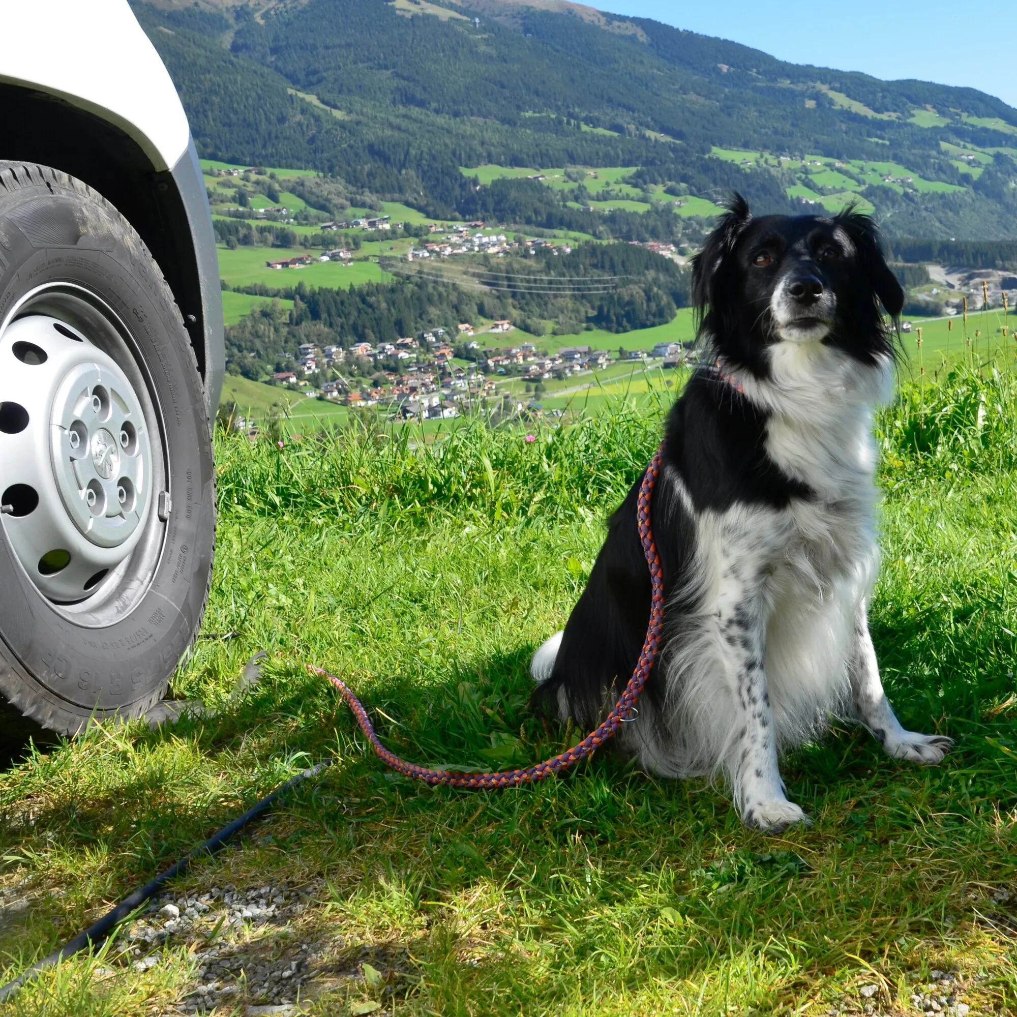 Schwarz-weißer Hundesitter Elefant mit Seilgriff neben einem Hund in Berglandschaft mit Fahrzeugreifen im Vordergrund