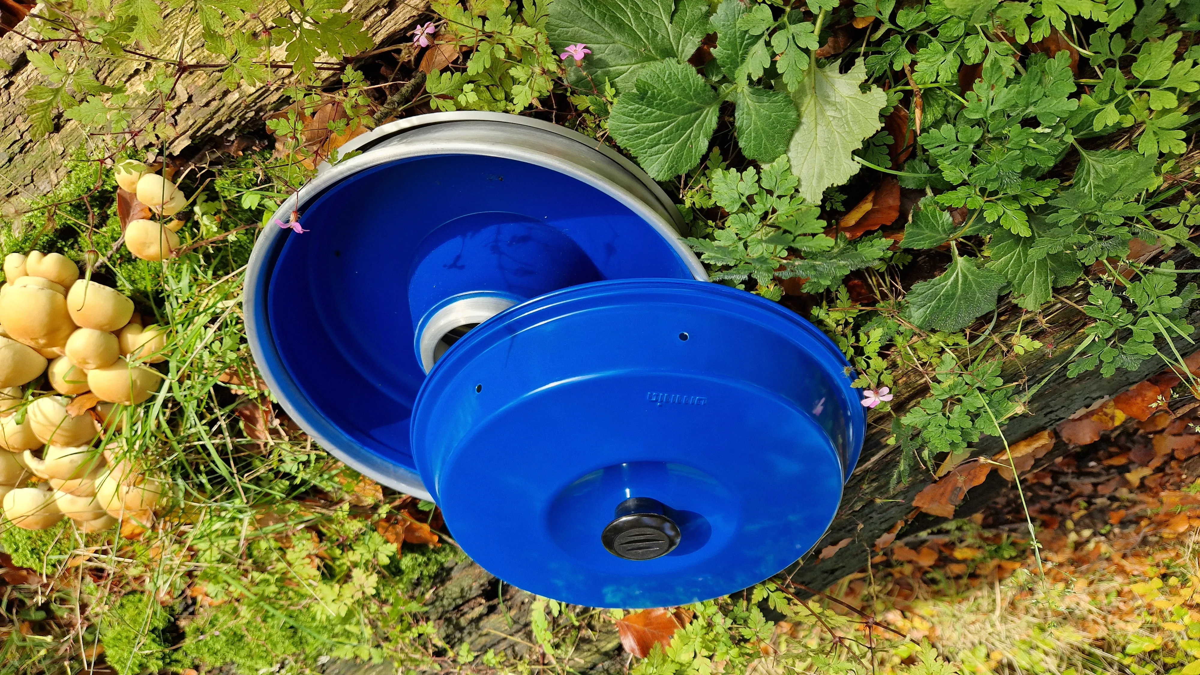 Blaue runde Silikonform mit schwarzem Deckel und kleinen Öffnungen, auf Waldboden zwischen Moos und Blättern grasend