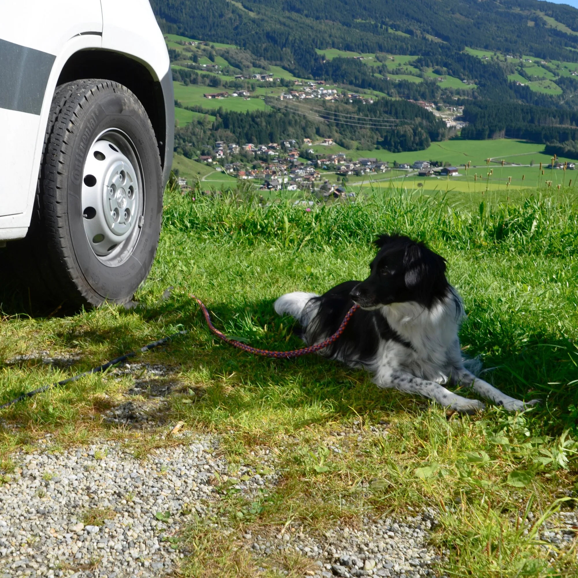 Schwarz-weißer Hund liegt mit Leine im Gras neben einem weißen Fahrzeug mit Blick auf ein alpines Tal