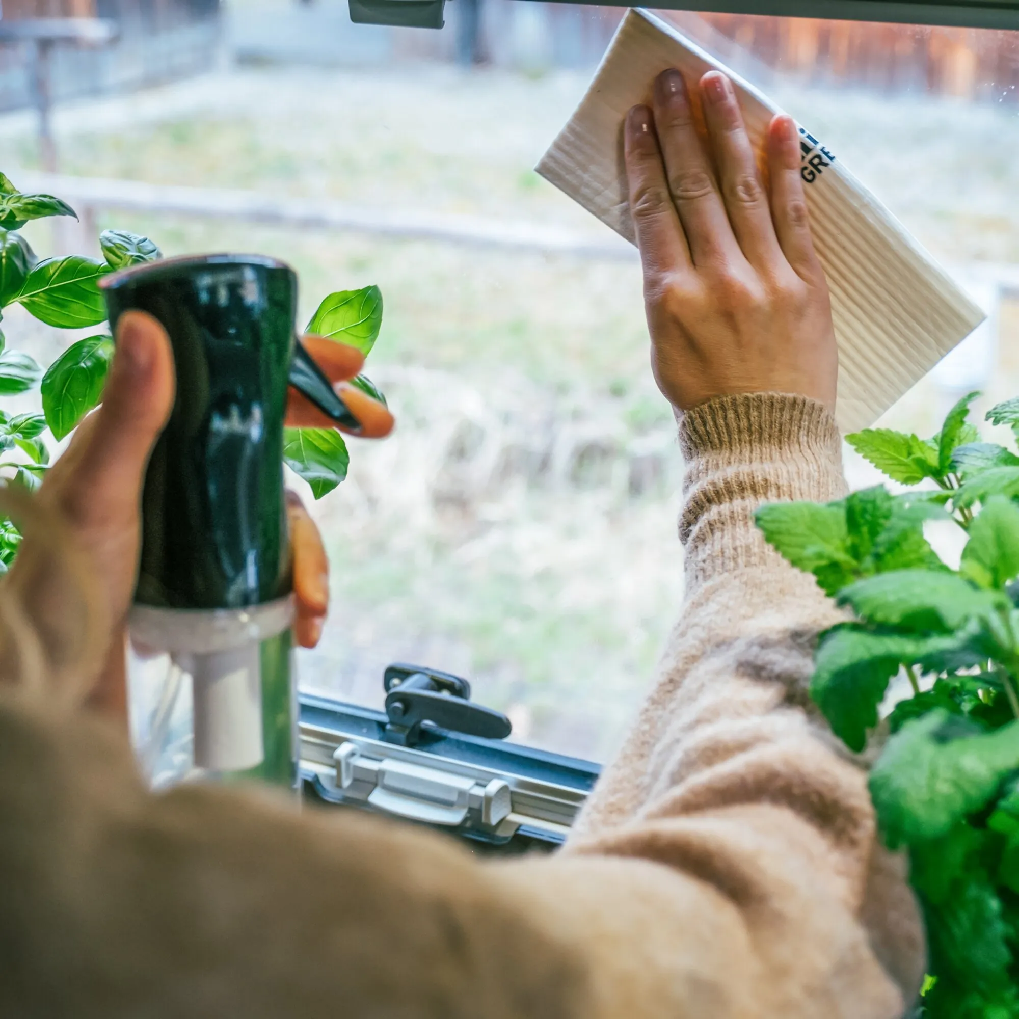 Hand wischt mit einem hellen Öko.Schwamm.Tuch ein Fenster; daneben steht eine Sprühflasche zwischen grünen Pflanzen